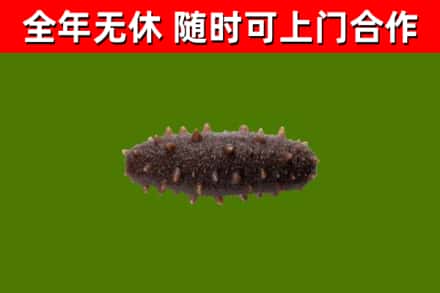 九龙坡区烟酒回收干海参.jpg